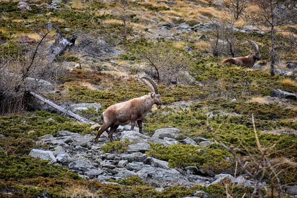 Ibex Grazing Rocks Gran Paradiso Park — Stock Photo, Image