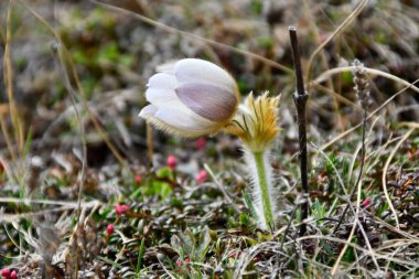 Alp Anemone ya da Pulsatilla alpina, güzel bir bahar dağ bitkisi, gövdesi ve yaprakları saran karakteristik bir yapısı var..