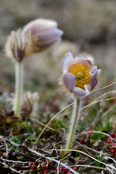 Alpiene Anemoon Pulsatilla Alpina Een Prachtige Lente Bergplant Met Het — Stockfoto