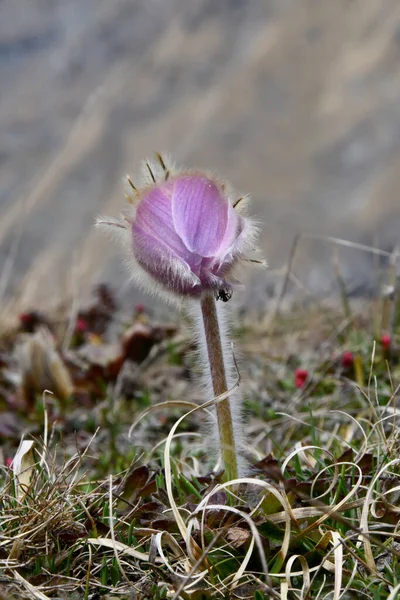 Αλπική Ανεμώνη Pulsatilla Alpina Ένα Όμορφο Ανοιξιάτικο Ορεινό Φυτό Χαρακτηριστικό — Φωτογραφία Αρχείου