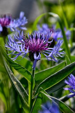 Çayırın çimlerinde çiçek açan mısır çiçeği güzel renkleri için öne çıkar.