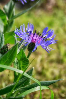 Çayırın çimlerinde çiçek açan mısır çiçeği güzel renkleri için öne çıkar.