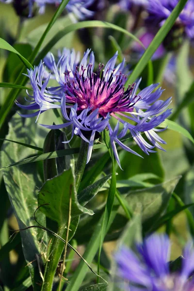Çayırın çimlerinde çiçek açan mısır çiçeği güzel renkleri için öne çıkar.
