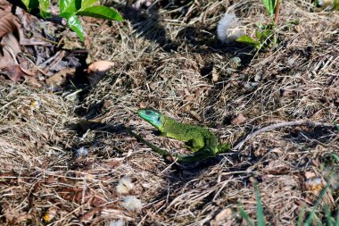 Yeşil kertenkelenin yakışıklı erkeği, kuru otların ortasında eşini arıyor.