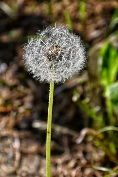 Dandelion Flower Seeds Ready Fly Away — Stock Photo, Image