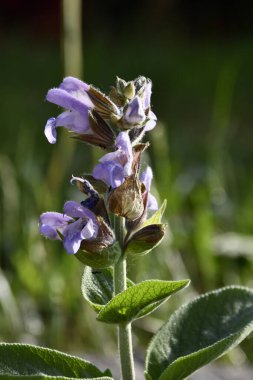 Bilgenin menekşe çiçeği, yeni çiçek açıyor.