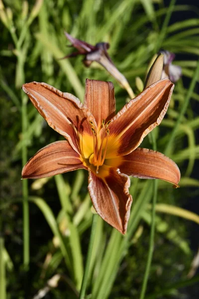 Wild Mountain Lily All Its Glory — Stock Photo, Image