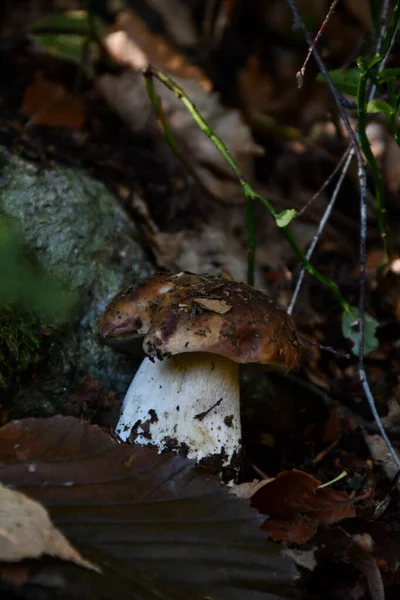 Porcini Mushroom Leaves Forest — Stock Photo, Image