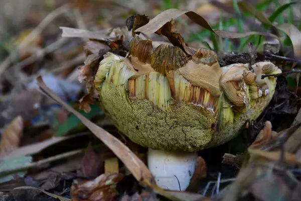 Porcini Mushroom Leaves Forest — Stock Photo, Image