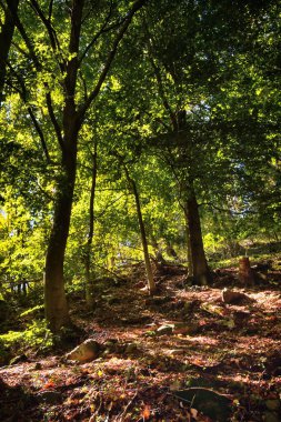 Yoğun kayın ormanlarında, güneşi görmek zordur..