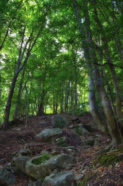 Yoğun kayın ormanlarında, güneşi görmek zordur..