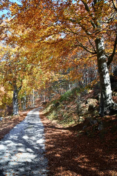 Estrada Terra Cruza Madeiras Que São Coloridas Outono — Fotografia de Stock