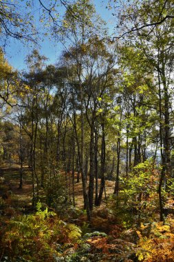 Sonbaharda çok renkli huş ağacı ormanı