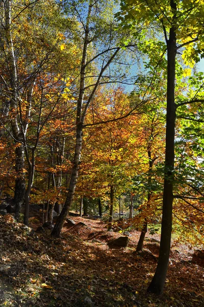 Floresta Vidoeiro Multicolorida Outono — Fotografia de Stock