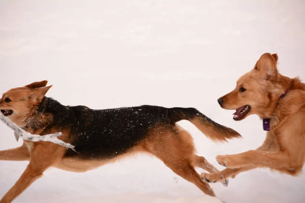 Två Hundar Som Springer Snön Leka Med Pinne Vintern Gatuhundar — Stockfoto