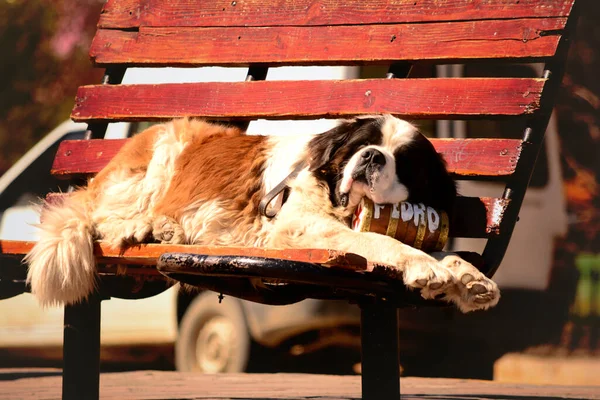Saint Bernard dog resting on plaza bench with bottle of liquor. dog used for tourism