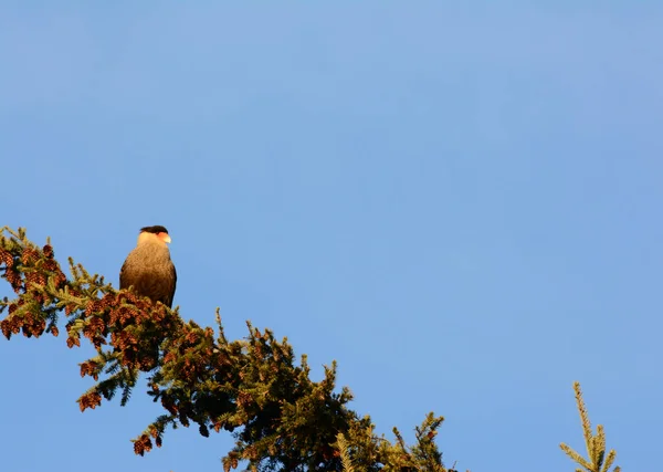Patagonský Pták Andské Carancho Vrcholku Borovice Pozorující Děje — Stock fotografie
