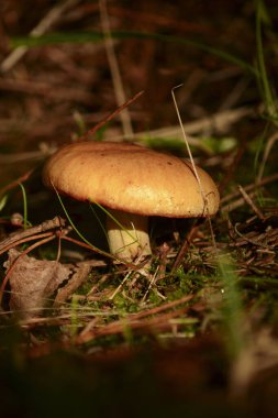 Çam mantarı, bir ağacın gölgesinde yakın plan. nem mantarı