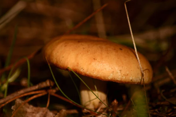 wild pine mushroom and edible with proper treatment. undergrowth moisture fungus
