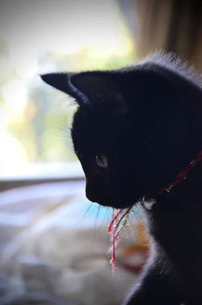 Siyah Yavru Kedi Güzel Bir Yüzü Tasması Var Sevimli Dost — Stok fotoğraf