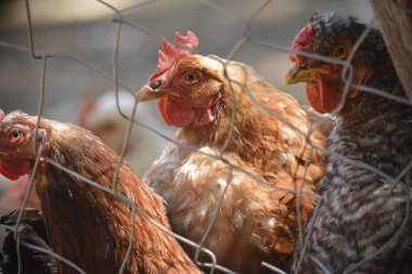 Üç tavuk çitten bakıyor. Esaret altındaki çiftlik tavukları