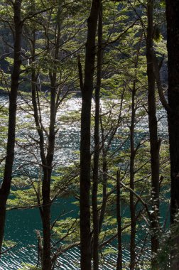 Bariloche Cohiues, ormanın ve gölün dibi. Patagonya 'dan kartpostal gelmiş. 7 gölün yolu