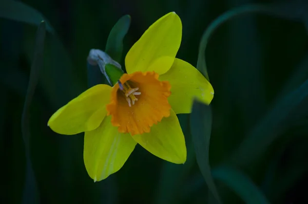 Gul Påsklilja Närbild Påskliljor För Blomsterarrangemang — Stockfoto