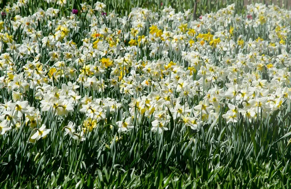 Цветы Нарциссы Поле Ферма Желтых Цветов Солнце — стоковое фото