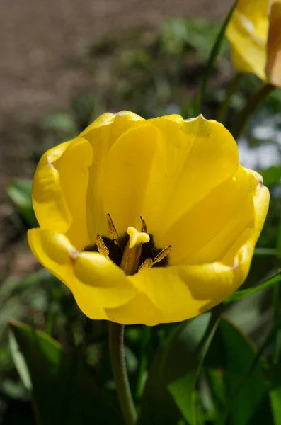 Желтый Цветок Тюльпана Тычинка Пестик Крупным Планом Тюльпана Тюльпаны Крупным — стоковое фото