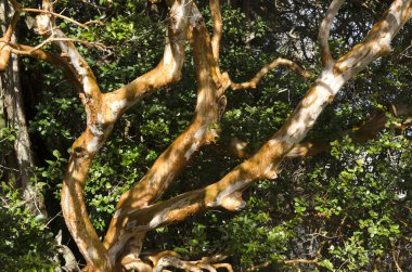 arayan ağacı, lima apiculata, Güney Arjantin ve Şili 'den portakal ve tarçın renkli ağaç gövdesi