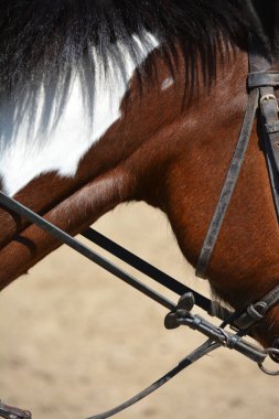 bir atın başı ve poposu, kahverengi at dizginleri ve ağızlığı ile dörtnala koşmaya hazır.
