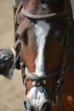 Kafası ve ağzı kahverengi atın alnında beyaz bir çizgi ve attan atlayan bir ağızlık.