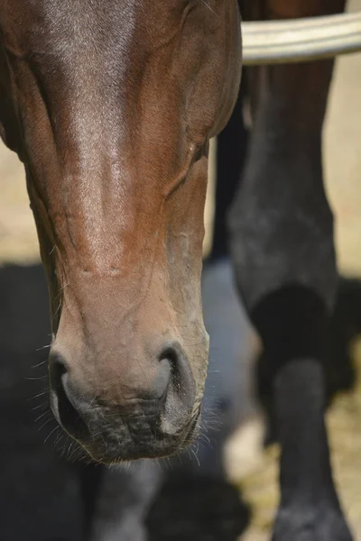 Focinho Cavalo Cascos Cavalo Marrom Com Músculos Marcados — Fotografia de Stock