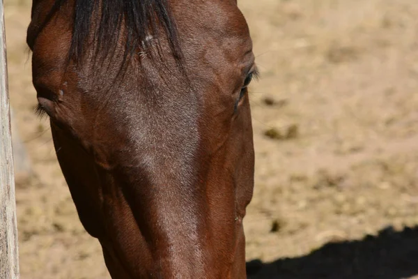 Die Schnauze Des Pferdes Der Rüssel Des Braunen Pferdes Blickt — Stockfoto