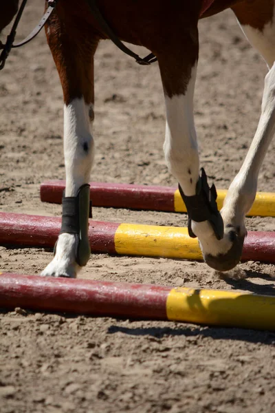 Springpferd Pferdebeine Die Einen Zaun Überspringen Weißfüßiges Reitpferd — Stockfoto