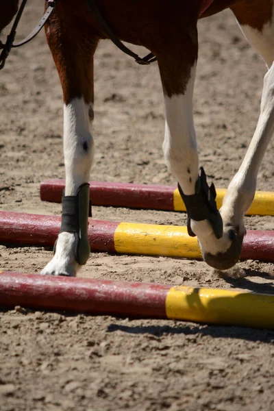 Hoppande Häst Hästben Hoppande Ett Staket Vitfotad Ridhäst — Stockfoto