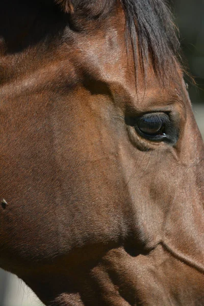 Braunes Pferd Nahaufnahme Von Augen Und Kopf Strähnen Und Mähne — Stockfoto