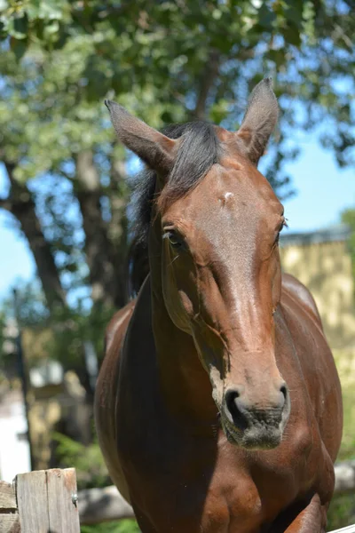 茶色の馬の頭のカメラに近づいてオン 乗馬馬 — ストック写真