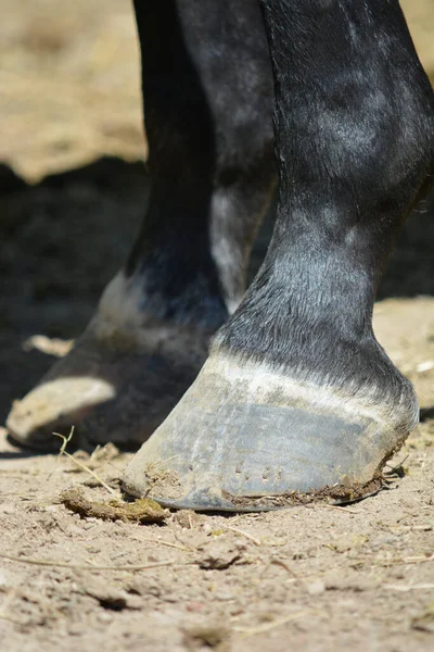 Perna Cavalo Com Casco Descansando Chão — Fotografia de Stock