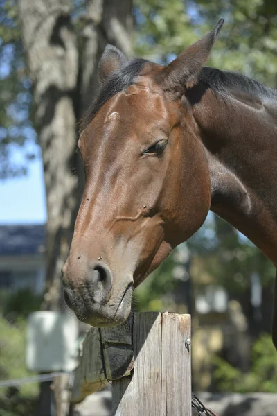 Retrato Cavalo Castanho Pescoço Orelhas Espreitando Sobre Corrimão — Fotografia de Stock