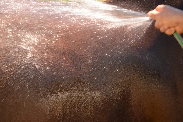 Mangera Βρέχει Ένα Καφέ Άλογο Μετά Την Άσκηση — Φωτογραφία Αρχείου