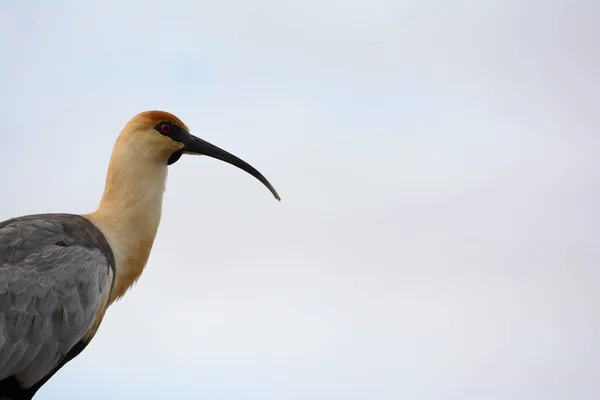 Bandurria Del Sur Pájaro Pico Largo Fuerte Patagonia Theristicus — Foto de Stock