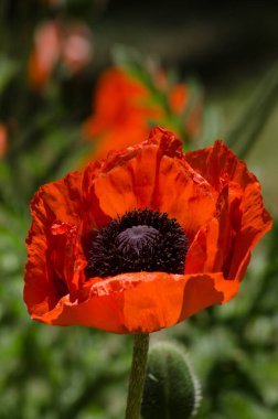 turuncu gelincik çiçeği. yeşil ve turuncu gelincik çiçeği. Çiçekli gelincik.