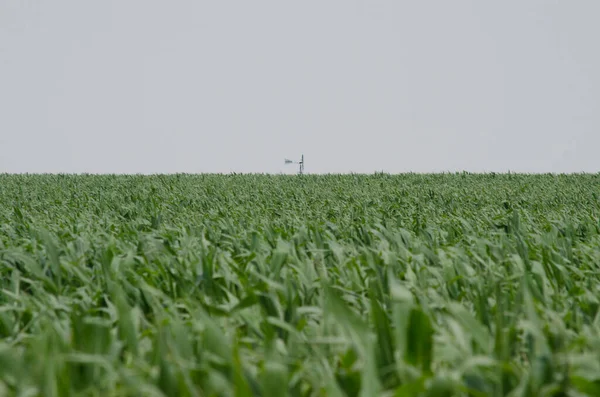 Соевая Кукурузная Плантация Ветряной Мельницей Горизонте — стоковое фото