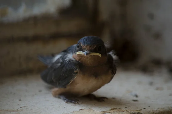 Zbliżenie Połknąć Selektywnym Naciskiem Dziób Oczy Mały Ptak Siedzący Oknie — Zdjęcie stockowe
