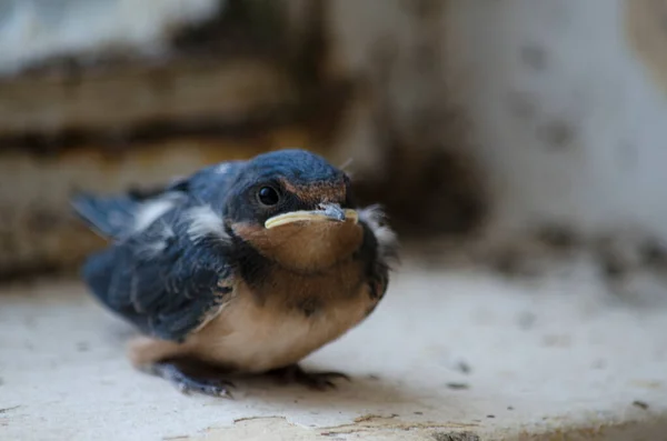 Petite Hirondelle Gros Plan Sélectif Sur Bec Les Yeux Plumage — Photo