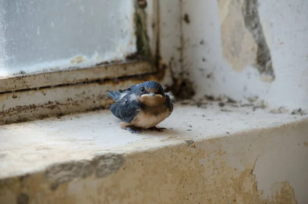 Swallow Looking Forward Little Swallow Looking Camera Perched Old Wall — Stock Photo, Image