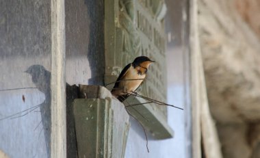 Mezarlıkta tünemiş bir şekilde yut. Küçük kırlangıç
