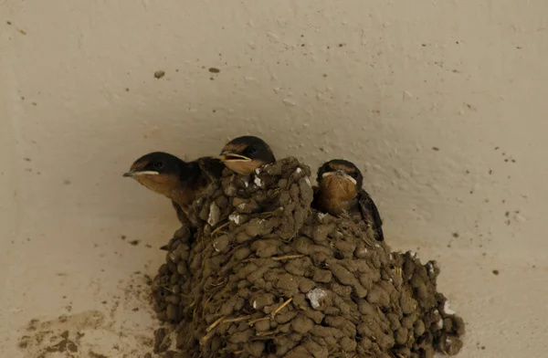 Nest Van Zwaluwen Met Hun Kuikens Wachtend Voedsel — Stockfoto