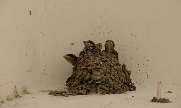 Nest Swallow Chicks Little Birds Waiting Food Nest Wall — Stock Photo, Image